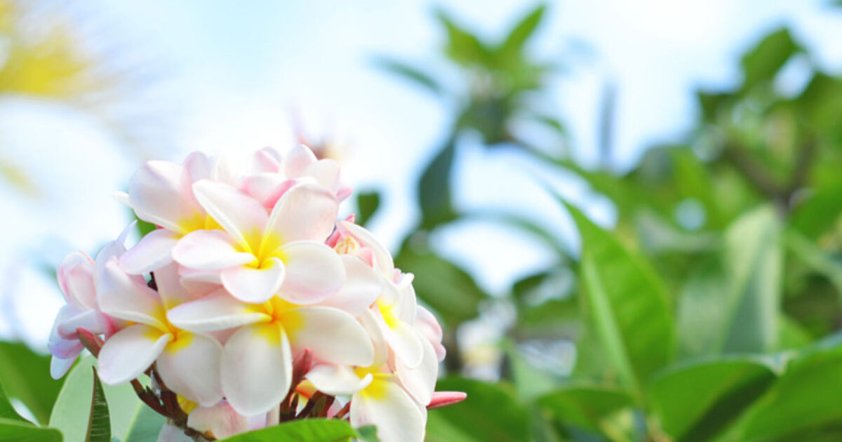 【解決】プルメリアのお花が咲かない３つの原因【解決するカギは〇〇をして花芽を増やすだけ!?】