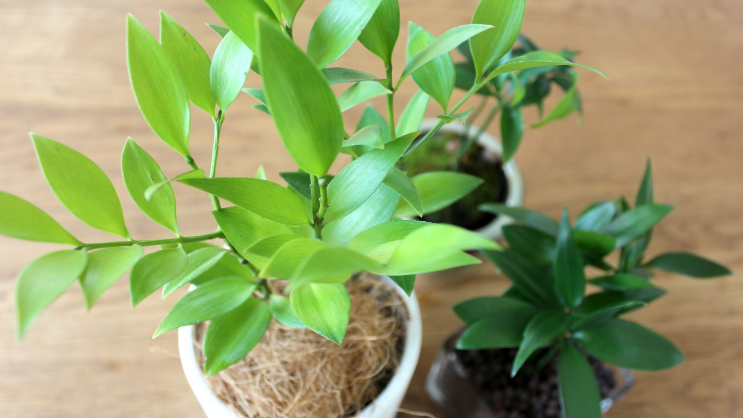 【重要】ナギの木の植え替え【綺麗な樹形を維持したいなら〇〇の時期に植え替えが必須!?】