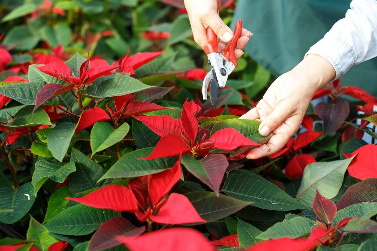 【必見】ポインセチアの剪定方法【来年もお花を楽しむための剪定のコツは〇〇を守ること!?】