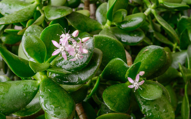 【解決】金のなる木のお花を咲かせる方法【お花を咲かせるためには夏に〇〇する必要があった!?】